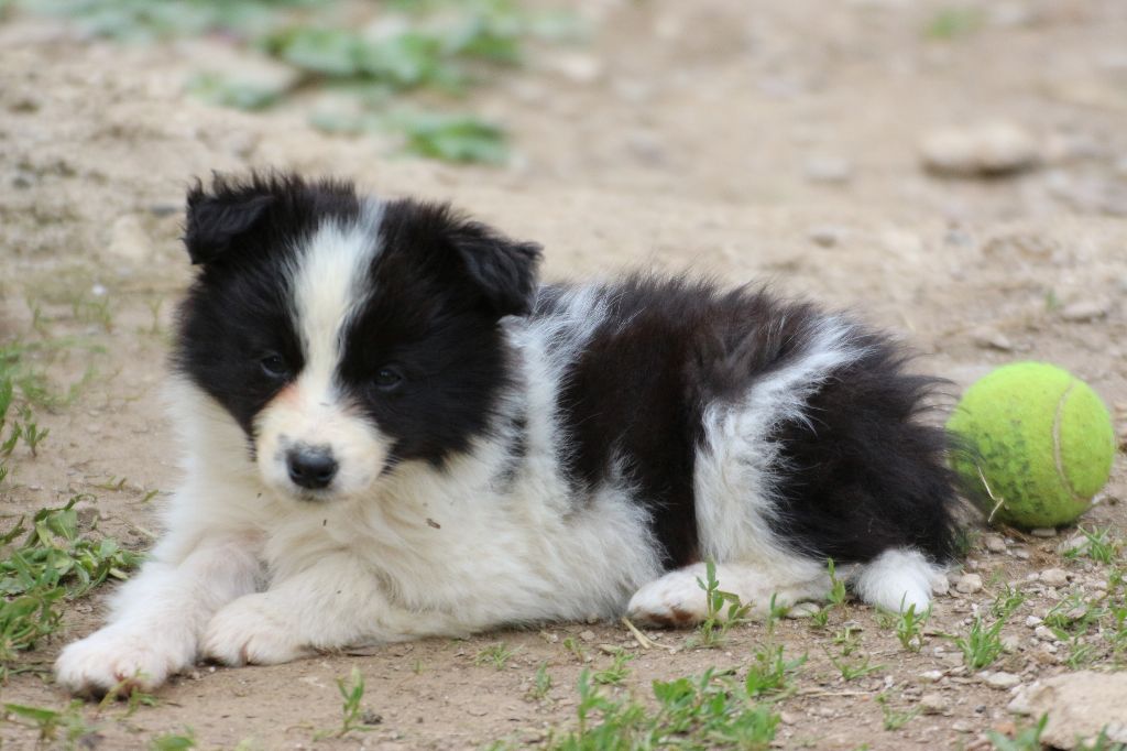 Herds Of Scotland - Chiots disponibles - Border Collie