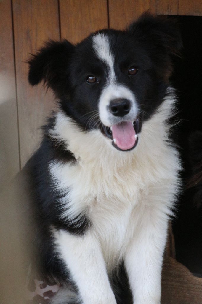 Herds Of Scotland - Chiots disponibles - Border Collie