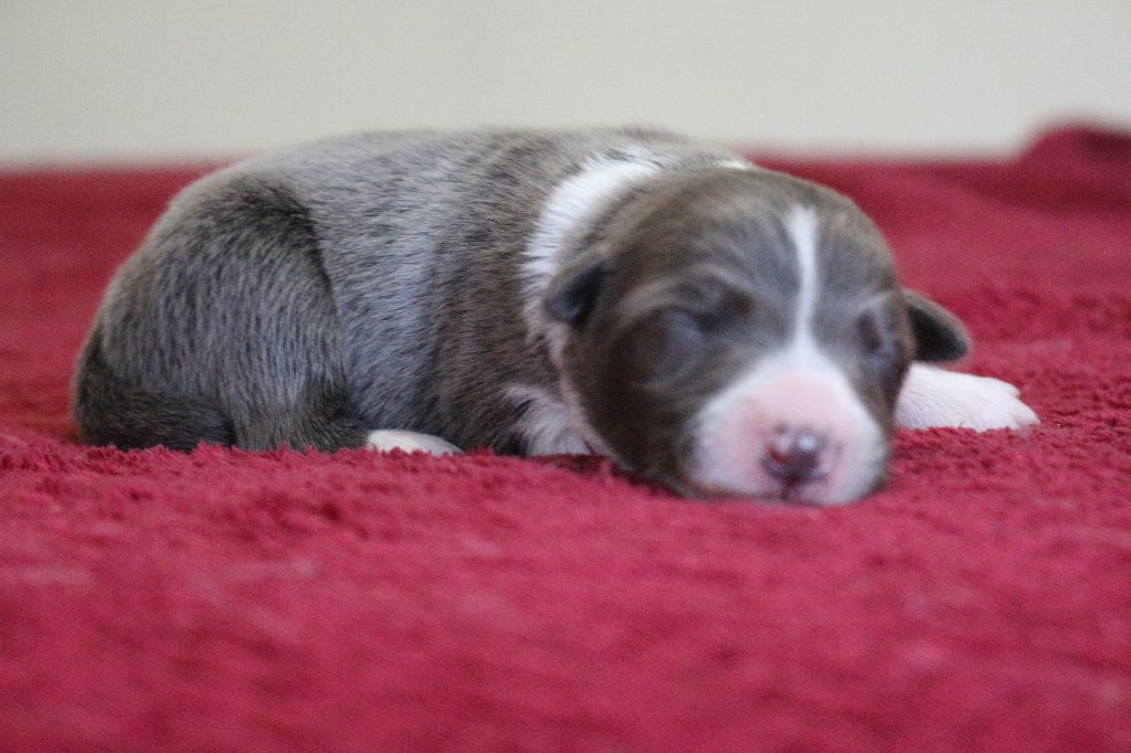 Herds Of Scotland - Chiots disponibles - Border Collie