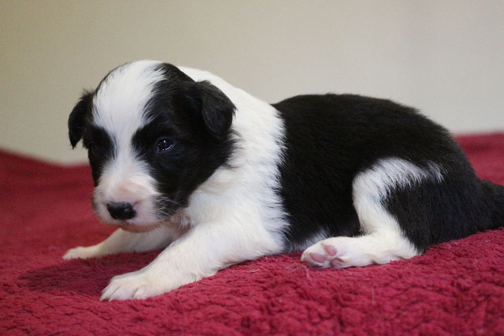 Herds Of Scotland - Chiots disponibles - Border Collie