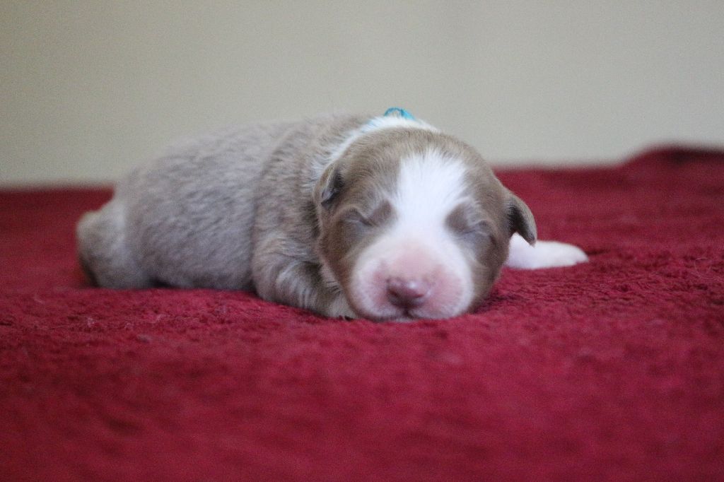 Herds Of Scotland - Chiots disponibles - Border Collie