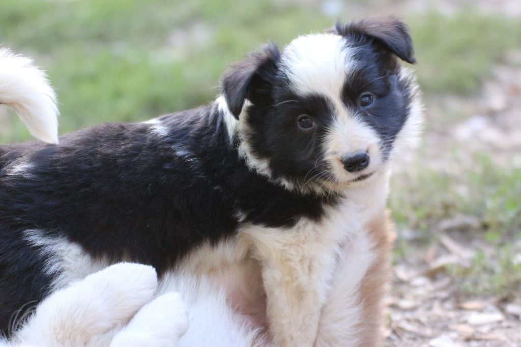 Herds Of Scotland - Chiots disponibles - Border Collie