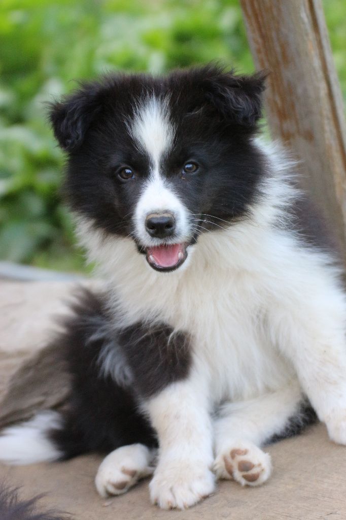 Herds Of Scotland - Chiots disponibles - Border Collie