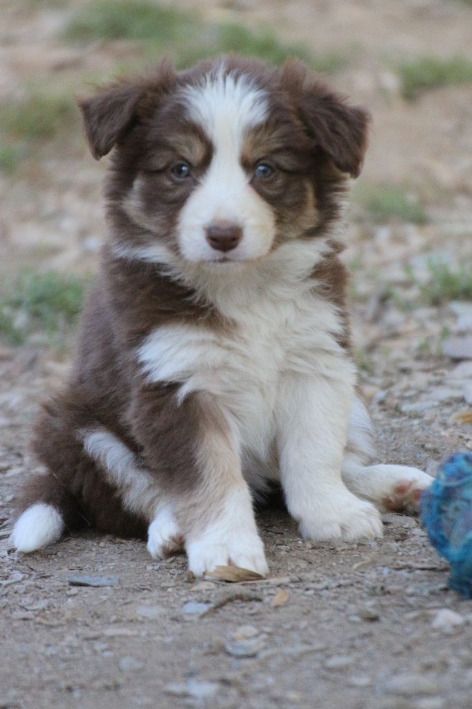 Herds Of Scotland - Chiots disponibles - Border Collie