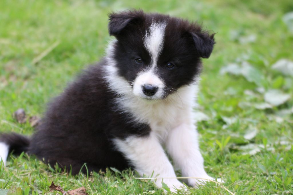 Herds Of Scotland - Chiots disponibles - Border Collie