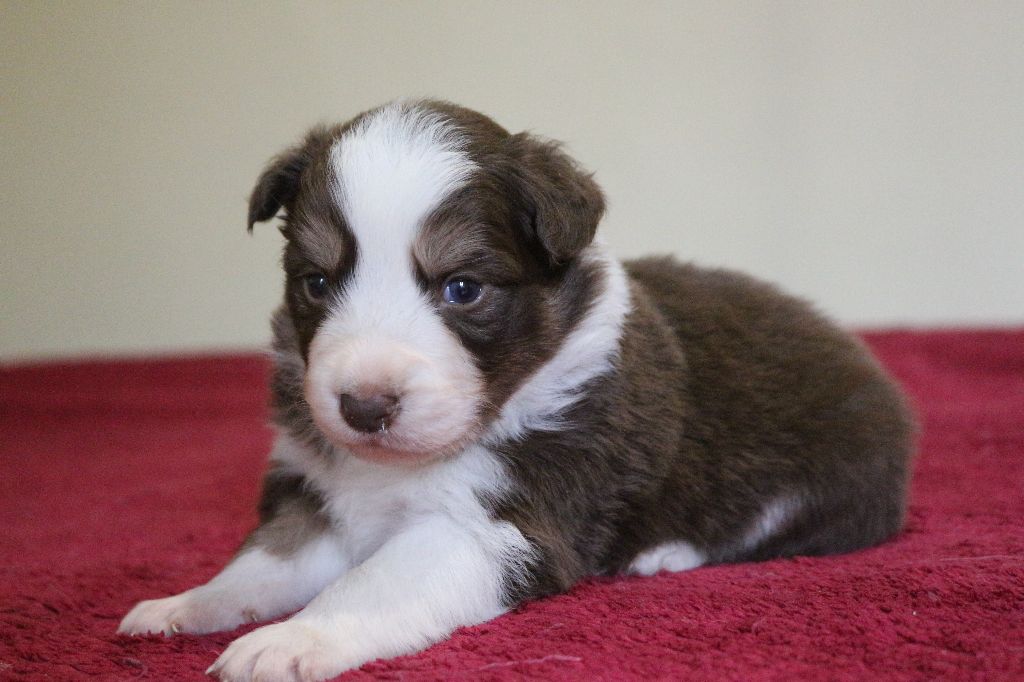 Herds Of Scotland - Chiots disponibles - Border Collie