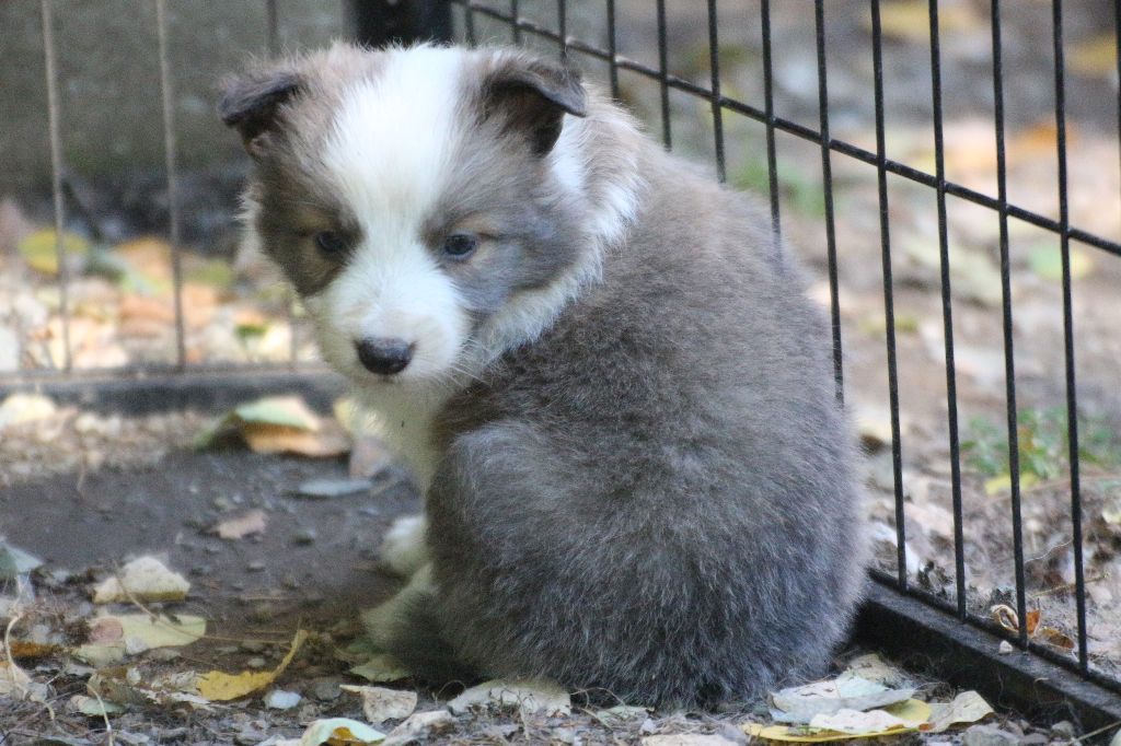 Herds Of Scotland - Chiots disponibles - Border Collie