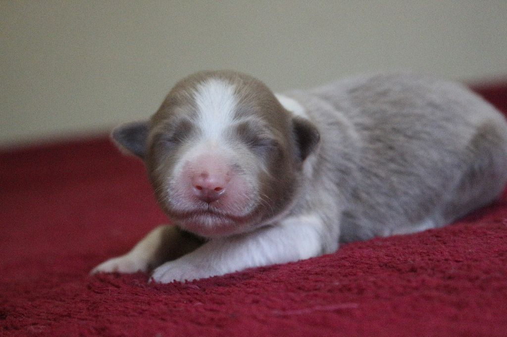 Herds Of Scotland - Chiots disponibles - Border Collie