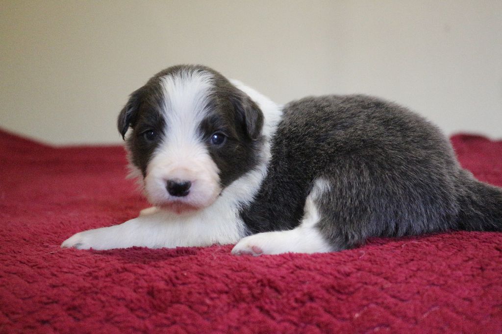 Herds Of Scotland - Chiots disponibles - Border Collie