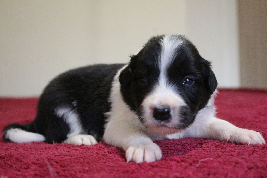 Herds Of Scotland - Chiots disponibles - Border Collie