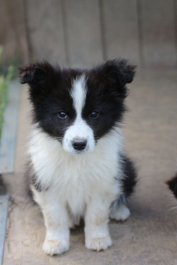 Herds Of Scotland - Chiots disponibles - Border Collie