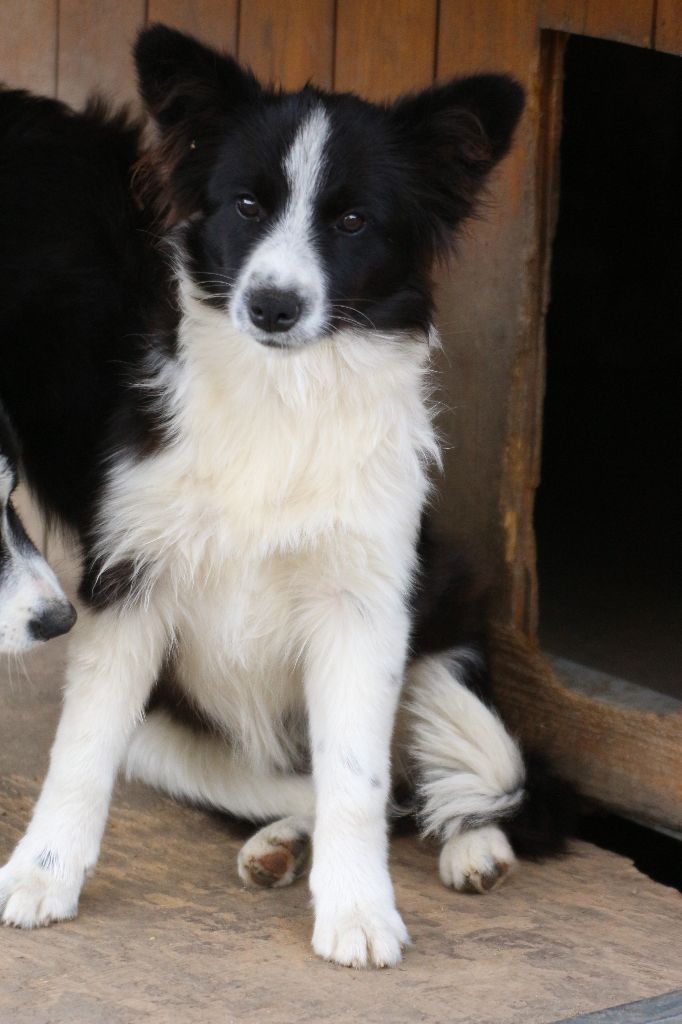 Herds Of Scotland - Chiots disponibles - Border Collie