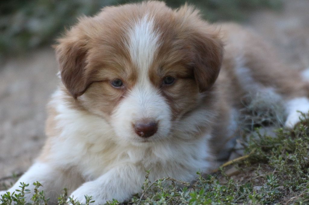 Herds Of Scotland - Chiots disponibles - Border Collie
