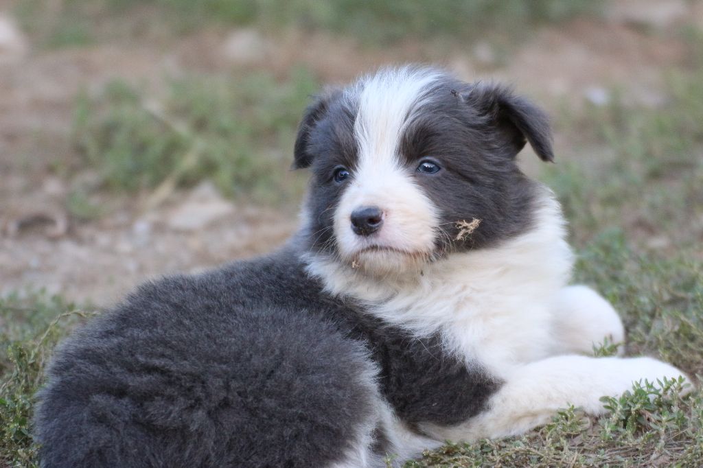 Herds Of Scotland - Chiots disponibles - Border Collie