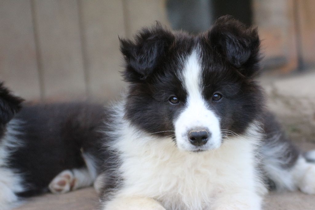 Herds Of Scotland - Chiots disponibles - Border Collie
