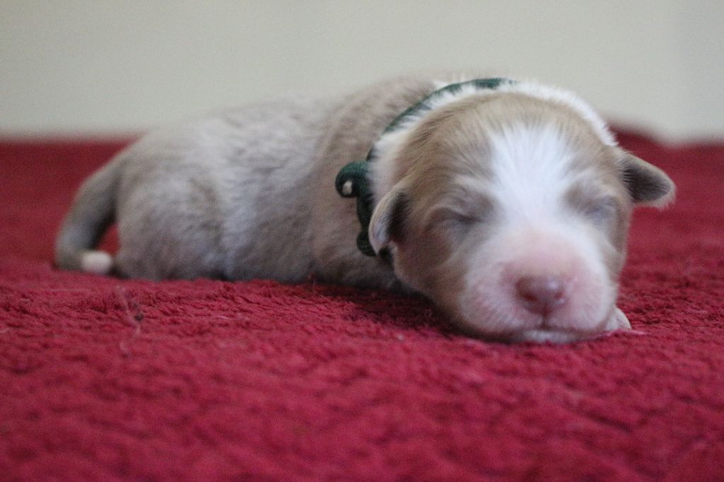Herds Of Scotland - Chiots disponibles - Border Collie