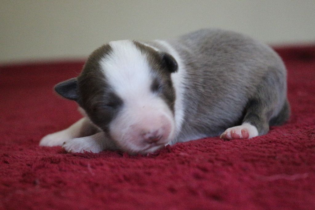 Herds Of Scotland - Chiots disponibles - Border Collie