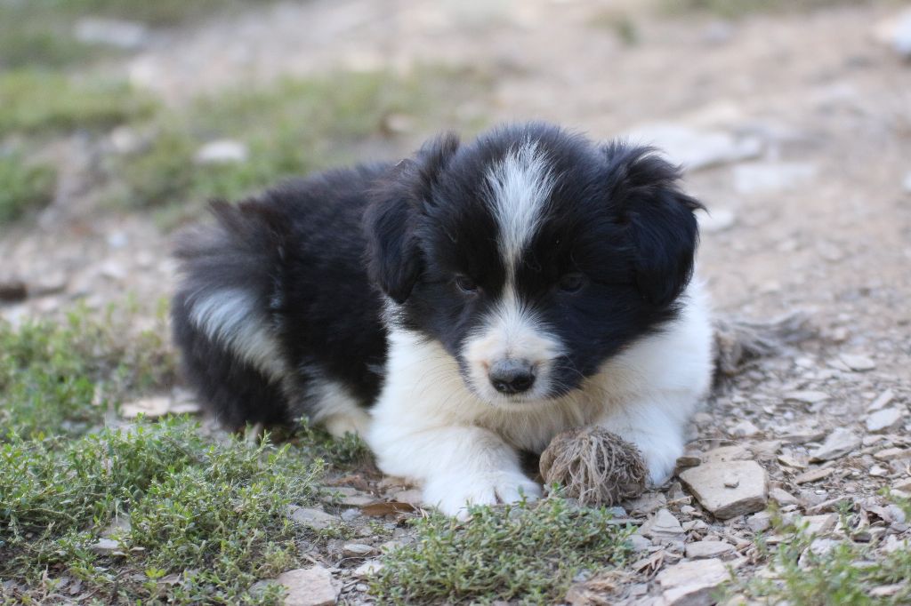 Herds Of Scotland - Chiots disponibles - Border Collie